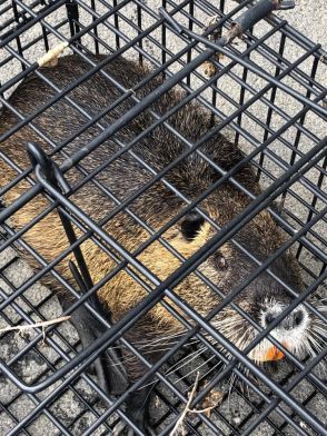 広島から愛媛に流されてきたか 島で特定外来生物「ヌートリア」捕獲 島民が発見