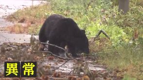 増え続ける目撃情報…「市街地」に相次ぎクマ出没　一人一人が被害防止対策の徹底を【秋田発】