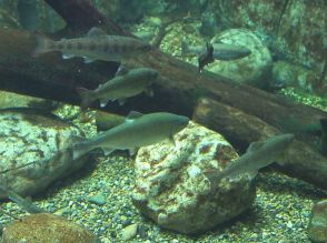 天然サツキマスが水族館に！　郡上市の長良川で釣り上げ　岐阜県各務原市のアクア・トトぎふ