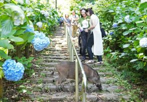 観光客が来ても逃げない…　栃木・アジサイの名所で目撃相次ぐイノシシ　まつり開催中、猟銃やくくりわな使えず