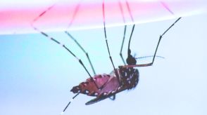 【速報】蚊に『血を吸われない』未来訪れる可能性『腹八分目』で停止シグナル利用し吸血終了と理研発表
