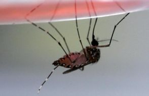 蚊が腹八分目で血を吸うのを止める謎を解明　カギは血液に　理研など