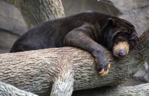 「夜11時のマレーグマ」⇨「休日10時のオレだ…」動物園の映像に反響、自分と重ね合わせる人相次ぐ