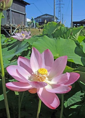 猛暑にも気高く中尊寺ハス開花　平泉【岩手】