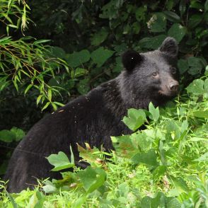 クマ出没でネット上は集団ヒステリー状態…ニホンオオカミを絶滅させた頃に似た嫌なムード