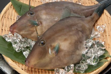 おちょぼ口、奇面な魚「カワハギ」　皮を剥ぎ、艶やかピチピチの身を味わう　ウエカツ流サカナ道一直線