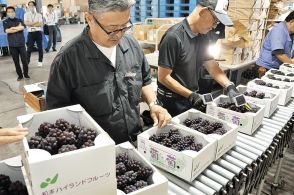 糖度抜群デラウェア ハウスブドウ出荷始まる　長野県松本市