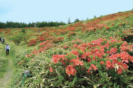 草原染めるレンゲツツジ 長野県松本市の美ケ原高原で見頃迎える