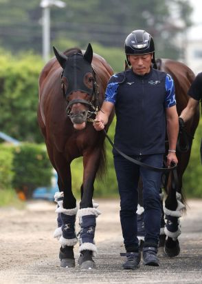 【宝塚記念】小柄も力強い動きのブローザホーン　吉岡調教師「柔らかい馬場の方がいい」