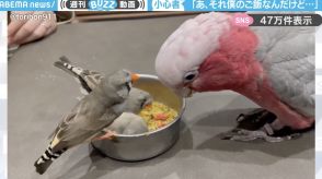 「それ僕のご飯なんだけど…」大きなモモイロインコが、小さなキンカチョウたちに餌を食べられてしまう様子に「心と体のサイズは比例しない」「登場人物全員可愛すぎる」と反響