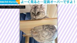 く、苦しい！狭い隙間に入った妹猫 変わってしまった顔つきに「圧縮率高いな」「可愛いお顔がすごいことに…ｗ」と反響