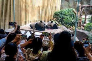 ジャイアントパンダ施設で問題行為、観光客１２人生涯入園禁止　中国