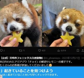 夏毛への生え変わりでモコモコの顔が大変身!全国のファンが愛するレッサーパンダ「リコちゃん」10歳