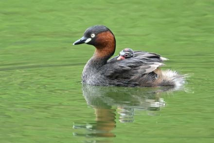 「赤ちゃんをおんぶする水鳥」 甘えん坊の激萌え赤ちゃんに胸キュン!【東京都】