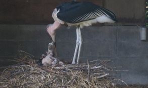 アフリカハゲコウ　国内初のヒナ誕生　餌ねだり「ガガガ」　山口