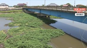 田んぼやレンコン畑に“緑の侵略的植物”が大繁殖…コメ農家悲鳴 河川から侵入か？茨城県、千葉県など25の都府県で確認