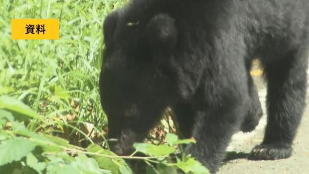 【クマ出没情報】農作業中、畑にクマが入って来て…郡山市熱海町　21日午後1時半ごろ　福島