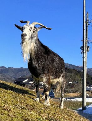 「介護を続けましたが、静かに永眠しました」　地元で愛されたヤギ「さつき」が死ぬ　人間の年齢で１００歳　兵庫・豊岡