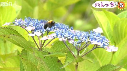 猛暑で例年よりも花は小ぶり　国営越後丘陵公園の「アジサイ」見ごろ　新潟県長岡市