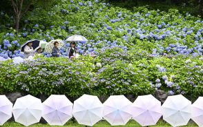 静岡県ようやく梅雨入り　昨年より23日遅く　磐田・法多山尊永寺で「傘の花」やアジサイ