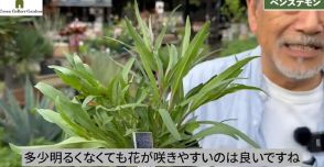 プロも認める“酷暑に負けない強い宿根草”に「参考になる」の声続々！　夏の心配を吹き飛ばすアドバイスが必見の価値