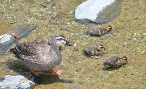 カルガモ親子　すいすい　日立・平沢川　茨城