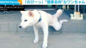 柴犬が朝の日課で「のびーっ」 運動前のストレッチと思いきや「もういいわ」な気まぐれ屋さん？