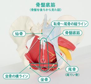 【40代、50代・骨盤底筋力アップメソッド】自分で意識しにくい骨盤底筋の緩み！ トラブルを回避する動かし方がある！