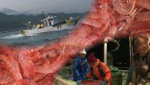 「あまりのおいしさに戻って来た」観光客もリピーターに…“駿河湾の宝石”サクラエビ漁に復活の兆し【静岡発】