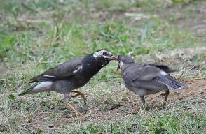 ムクドリは悪者か?　専門家が指摘する都市の生態系への役割