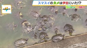 スマスイのカメ164匹はいま...伊豆に！引き取った施設の園長は『家で飼えなくなったカメ』も全て受け入れ「カメは悪者ではなかった...外来種ということで殺されるなら助けてあげたい」