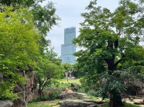 あべのハルカスを背景にライオンやキリン　都会に感じる野生の息吹き　園長は獣医さん