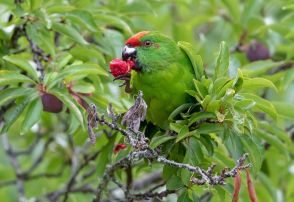 臭い植物を体にこすりつけて「ハイ」になっている…インコの「不思議な行動」を確認、研究者が謎を解く（豪）