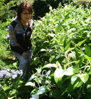 ハンゲショウ見頃　葉の一部 白く変化、和歌山・田辺市