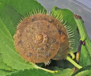 梅畑でオオケマイマイ　毛を持つ陸生貝、和歌山県田辺市