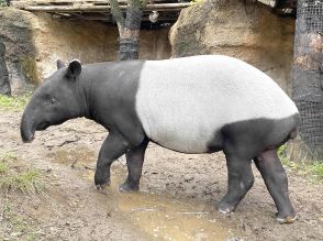 マレーバク「ひでお」、台湾への移動中に死ぬ　よこはま動物園ズーラシアから個体交換、SNSに悲しみの声