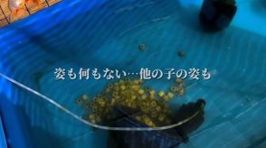 大切に育てていた“らんちゅう”たちが忽然と消えた……　飼い主の涙と決意のDIYに「自分を責めないで」「立派な要塞」