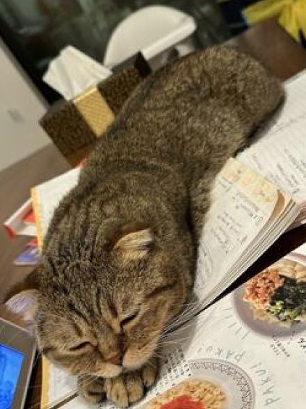 「ママ、今日は休もうニャ」レシピを見て献立を考えていると　猫の思わぬ行動に「ニタニタするやつ」の声