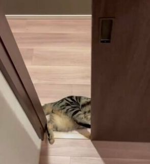 引き戸を開くと『一緒に開く猫』思わぬモフモフに二度見「どの戸をあけても開きます」