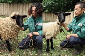 羊の毛刈り、一緒に丸刈りになった飼育員さん　髪を1年間伸ばして実験「みなさんも探求心もって挑戦を」