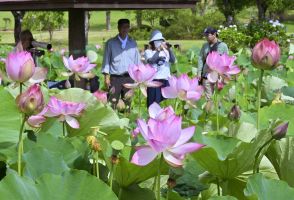 早朝に咲き誇る大輪のハス　栃木・つがの里で見頃　池一面に薄いピンク色　見頃は７月中旬まで
