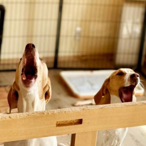 「犬の鳴き声がうるさいから、慰謝料を払え」隣人からのクレームに仰天…放っといても大丈夫？　法的リスクを弁護士が解説