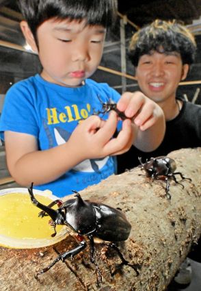 “夏の王様”羽化シーズン到来　福井県でカブトムシ30匹放し飼い、ヘラクレスオオカブトも