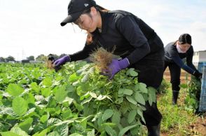 エダマメ収穫、助っ人は市職員　人手不足解消だけじゃないメリット