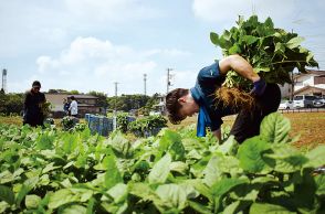 市職員が副業「意外と楽しい」　エダマメ収穫、時給1030円　埼玉、農家の人手不足で地域貢献