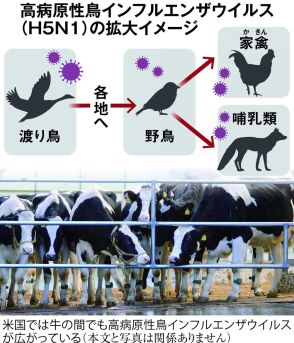 鳥インフル世界的拡大　米国では乳牛間で流行　熱処理ない牛乳には感染リスクも