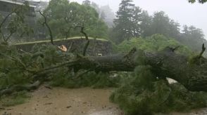 強風と雨の影響か松江城山公園の松の大木が倒れる 島根県では23日夜にかけ大雨に警戒