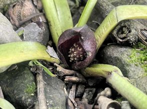 福井県で希少植物「ヒメザゼンソウ」盗まれたか…県域準絶滅危惧種、被害は数十株