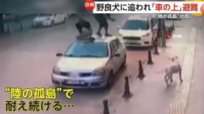 野良犬に追われ「車の上」に避難　男性2人が“陸の孤島”状態に…けがなし　トルコ