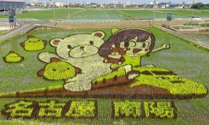 ヒマリとくま　名古屋市の7月お披露目の田んぼアートが色づく 引退を発表した「ドクターイエロー」や新名物「ぴよりん」の姿も